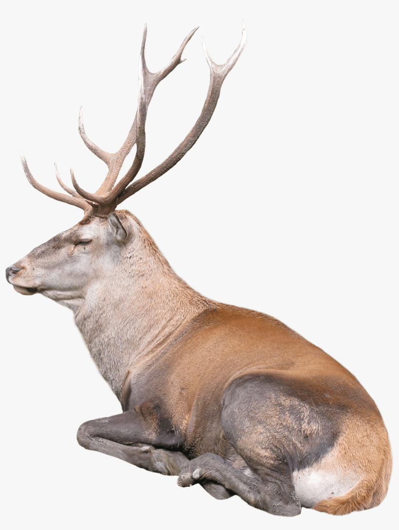 Free Png Reindeer Png Images Transparent - Raindeer Png, transparent png download