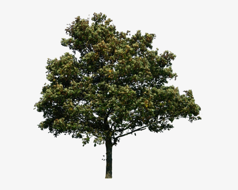 Tree Png, transparent png download