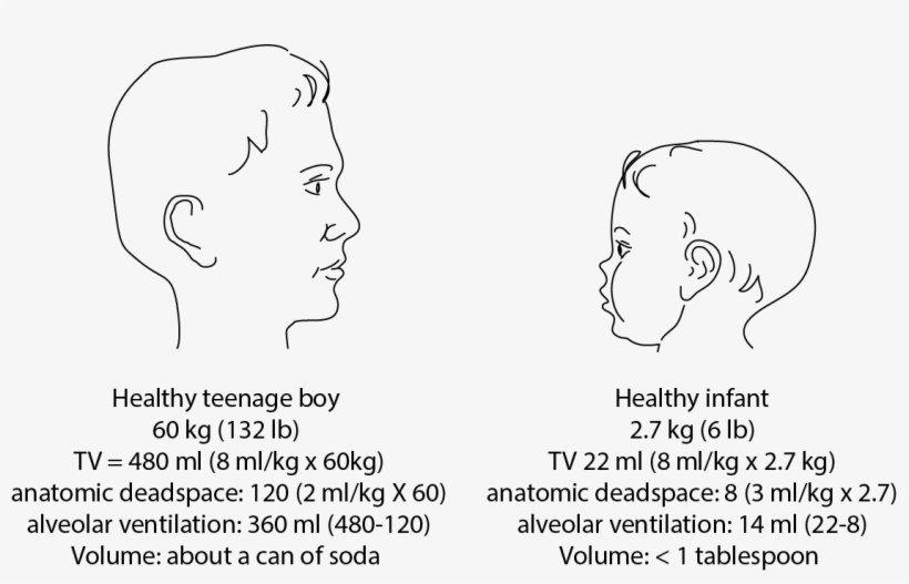 Illustration Comparing Dead Space And Tidal Volume - Infant, transparent png download