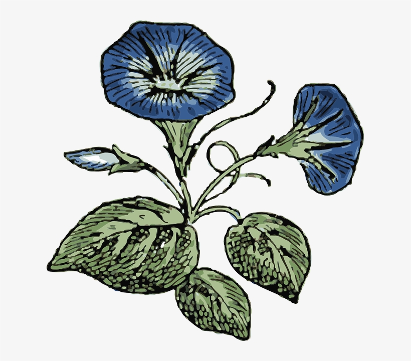 Sketches Of Morning Glories, transparent png download