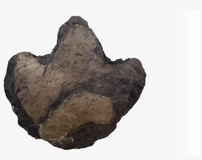 No Alt Exists For This Image - Museum, transparent png download