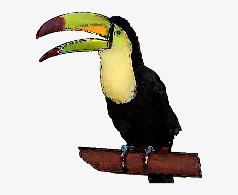 Toucan Clipart Face - Clip Art, transparent png download