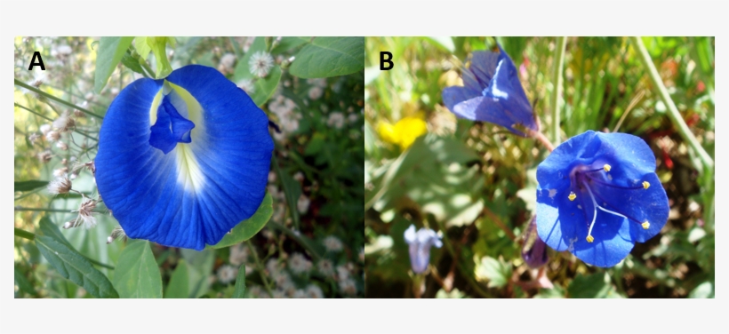 Figure 3 A Flower Of Butterfly Pea , B - Phacelia Campanularia, transparent png download