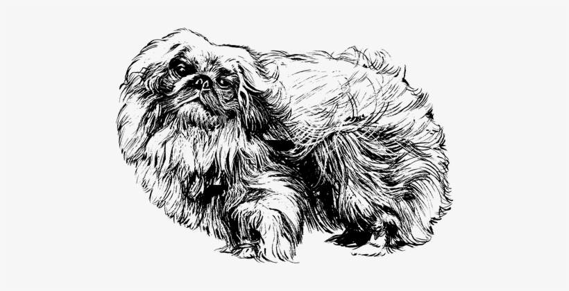 If You Want A Great Place To Buy Dog Accessories For - Pekingese Clipart, transparent png download