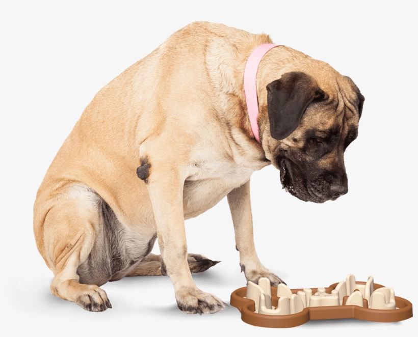 Slow Feeding Dog Bowl To Slow Eating - Dog Bowl That Slows Eating, transparent png download