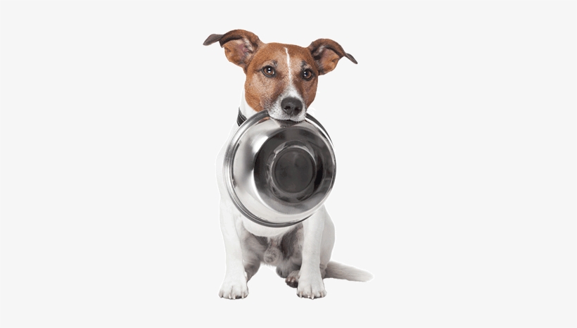 Full Size Is 496 × 481 Pixels - Dog's Guide To Having An Owner, transparent png download