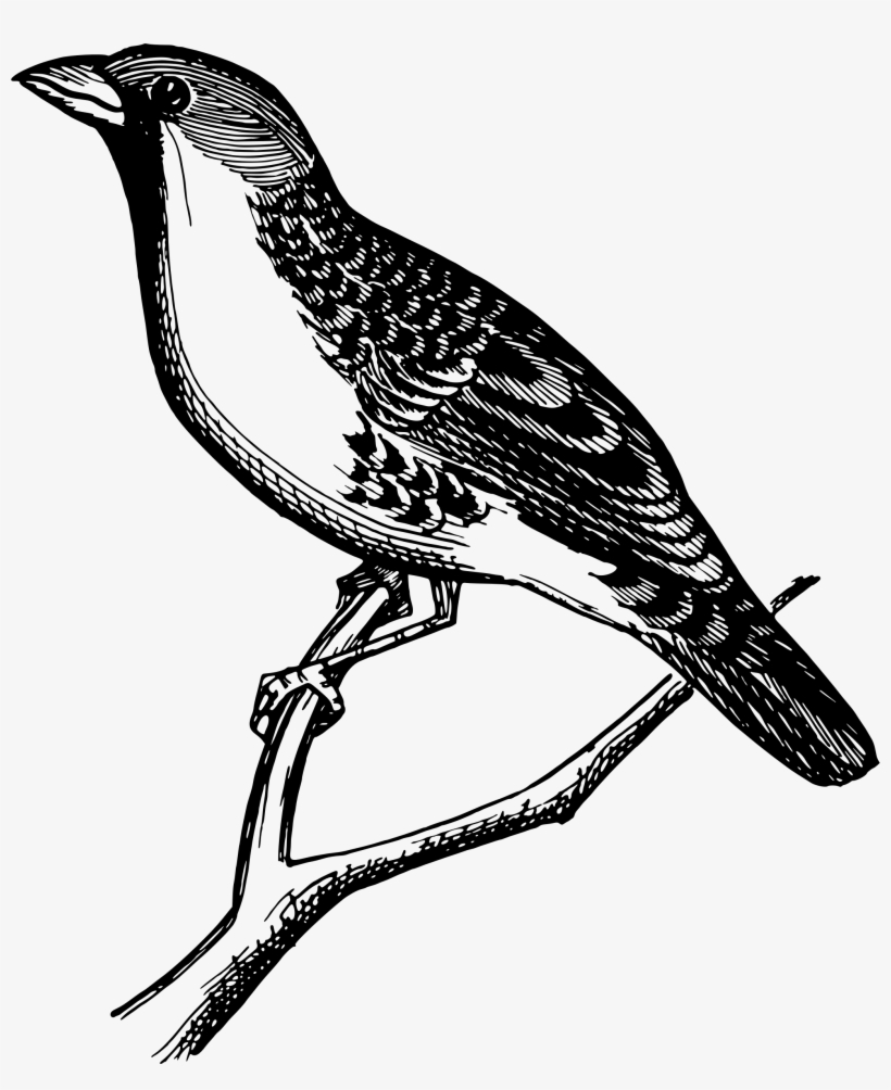 This Free Icons Png Design Of Republican Grosbeak, transparent png download