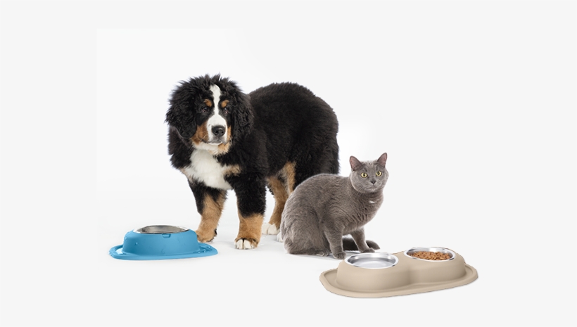 The Low Feeding System - Pet, transparent png download