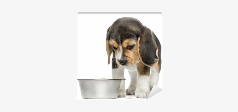 Front View Of A Beagle Puppy Looking Down At His Dog - Beagle Puppy Look Down, transparent png download