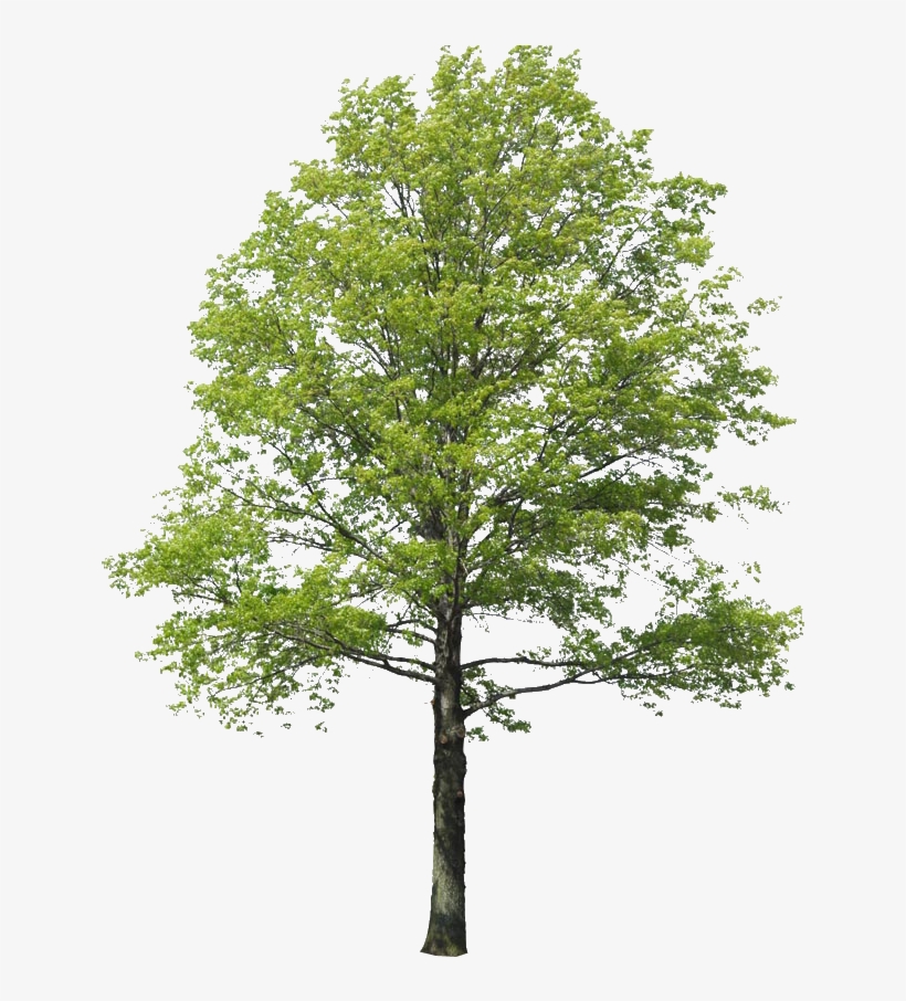 Clase Introducción Al Photoshop Herramientas Para El - Garage With Apartment Plans, transparent png download