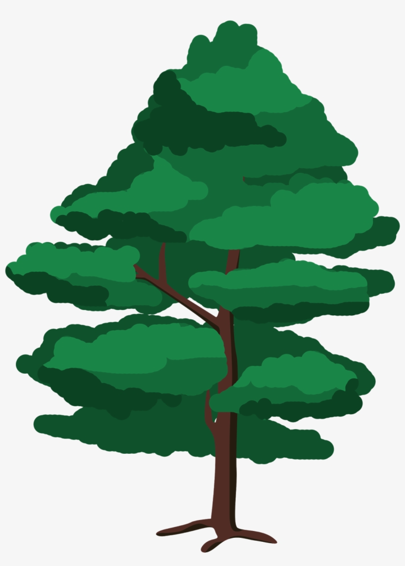 Ilustración Árbol - Red Pine, transparent png download