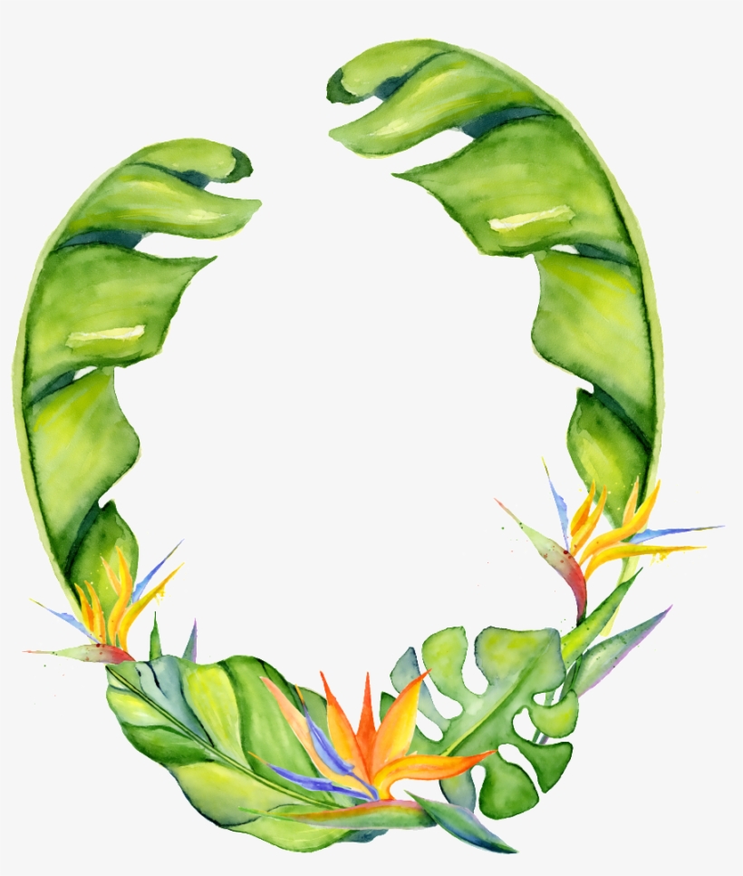 Hand Painted Strelitzia Png Transparent Surrounded - Tropique Aquarelle, transparent png download