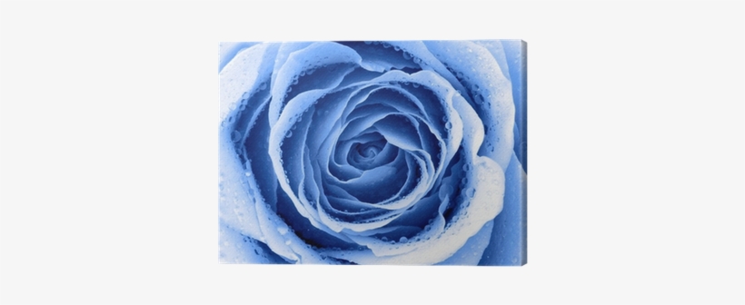 Blue Rose, transparent png download