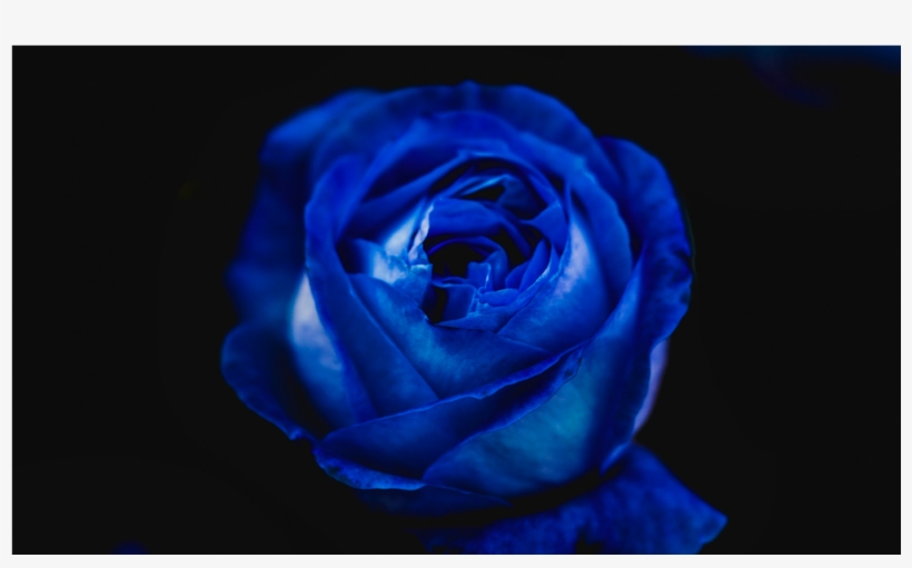 Score 50% - Blue Rose, transparent png download