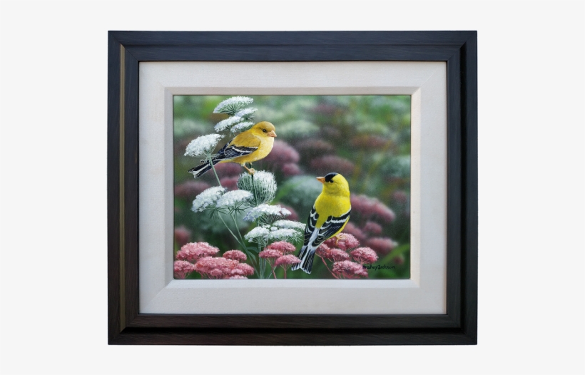 Gold & Lace - American Goldfinch, transparent png download