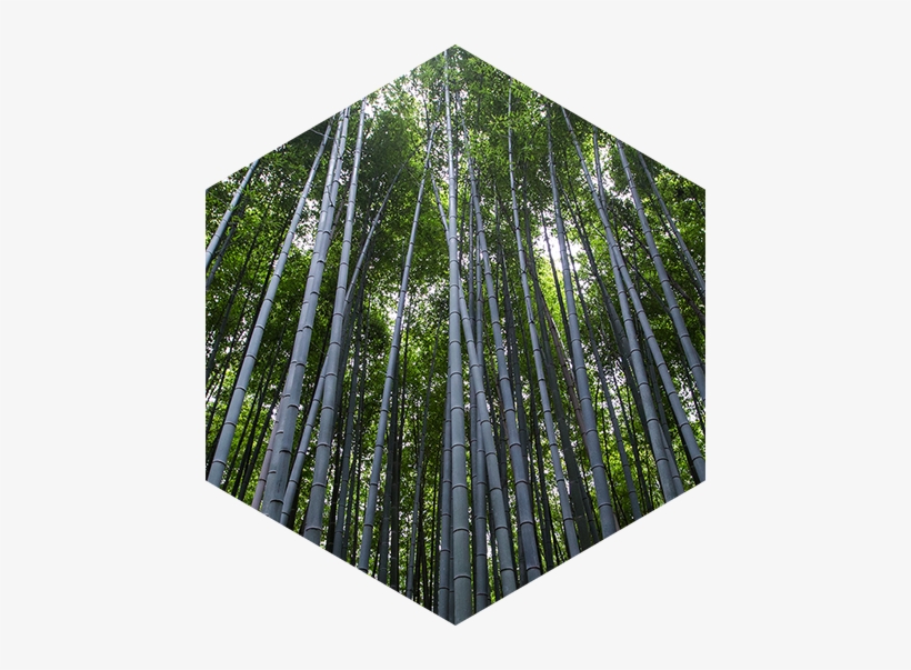 Chi Siamo First Block - Air Purifying Bag - Cozilife Natural Bamboo Charcoal, transparent png download