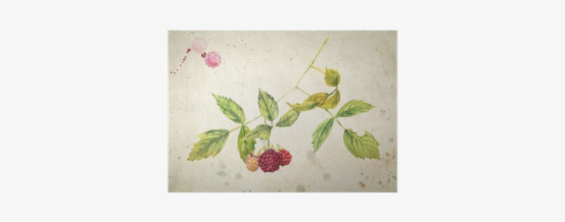 A Branch Of Raspberry - Малина Акварелью, transparent png download