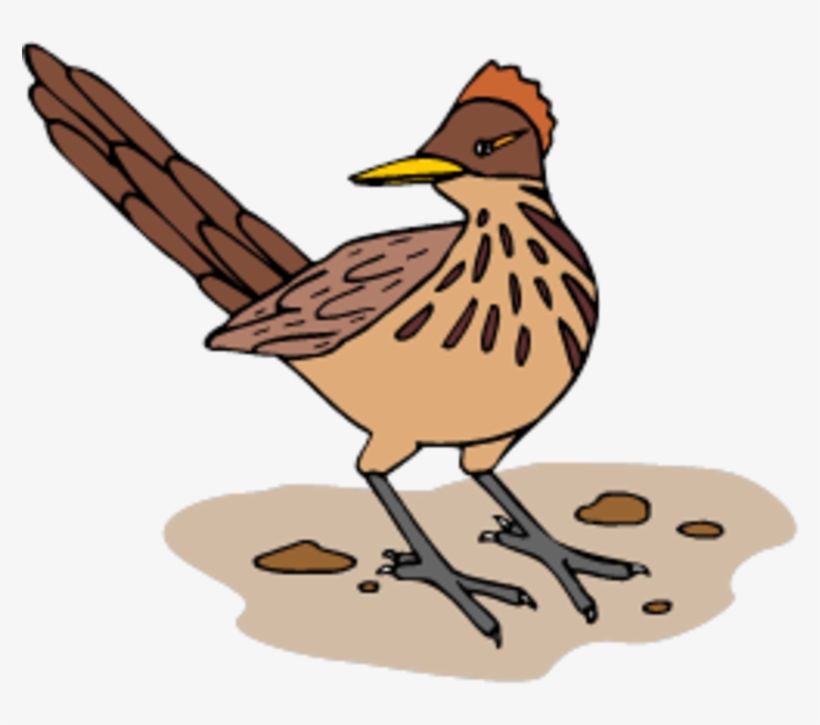 Come - Roadrunner Facts, transparent png download