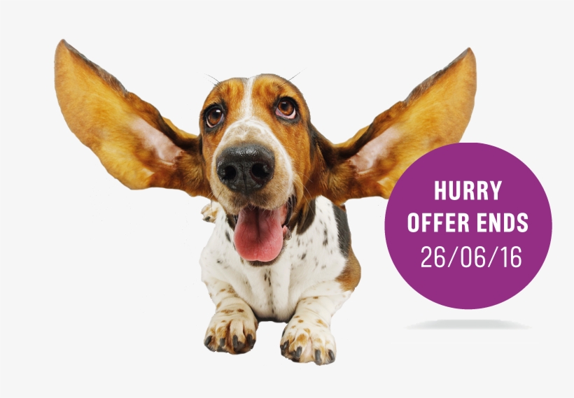 All Ears Dog - Joachim Groh Just Do It 2017, transparent png download