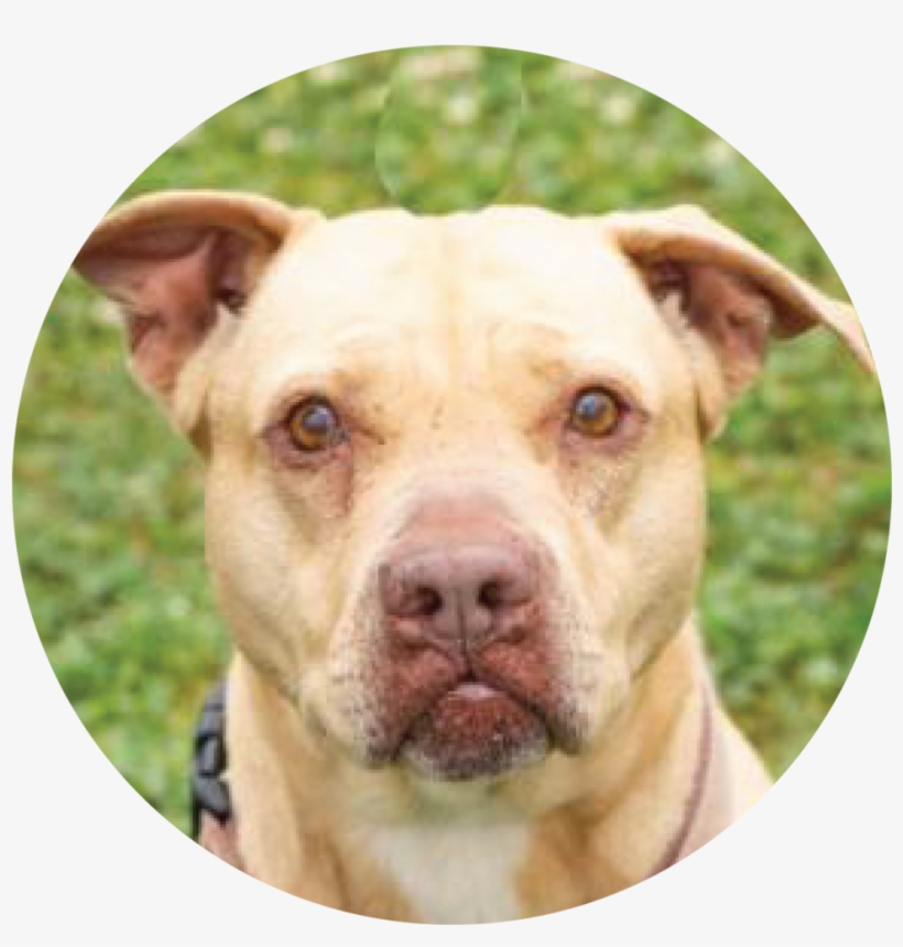 Princess-02 - Portable Network Graphics, transparent png download