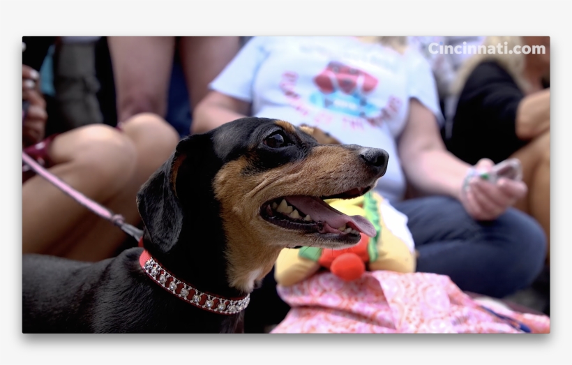 Dachshund, transparent png download