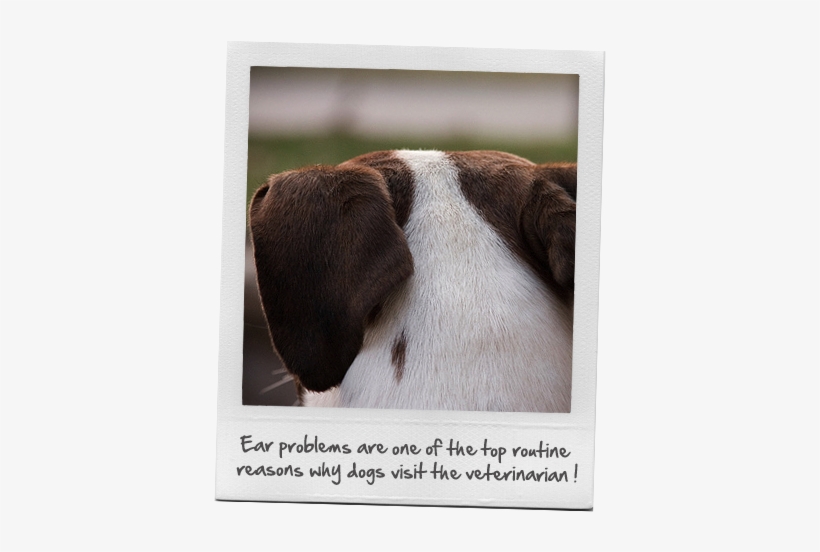 Dog Ear Problems - Beagle, transparent png download