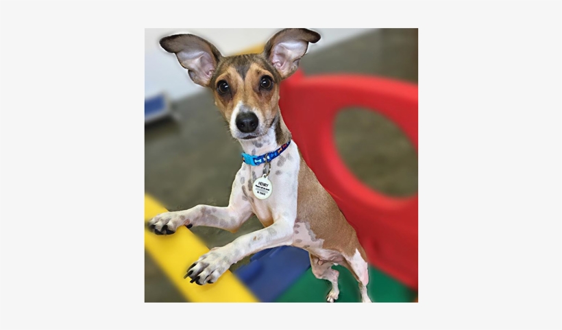 Dog Daycare, transparent png download