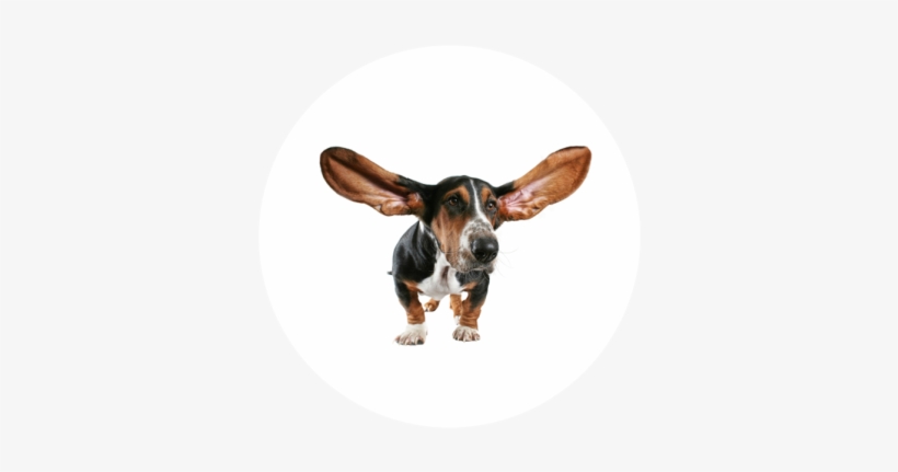 Ear Cleaning - Big Dog Ears, transparent png download