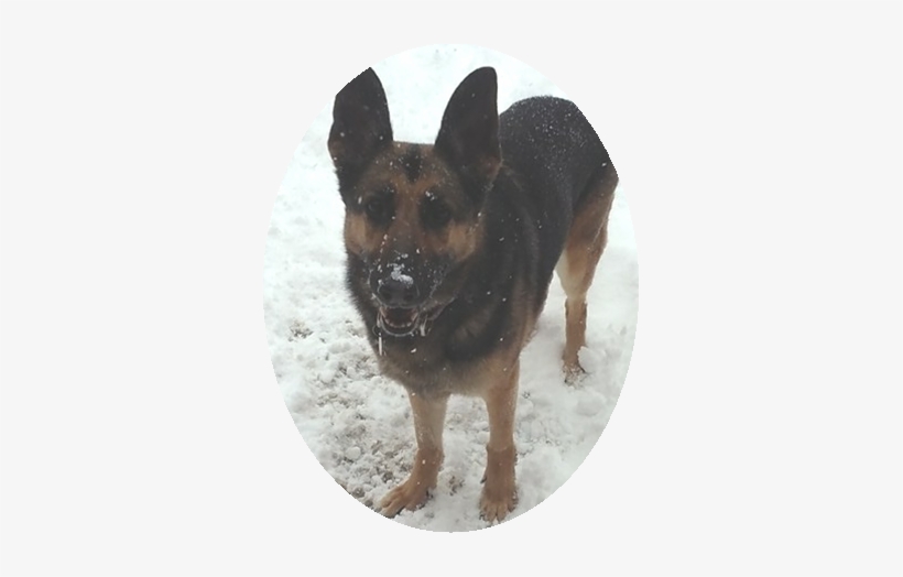 Stella 1 - Portable Network Graphics, transparent png download