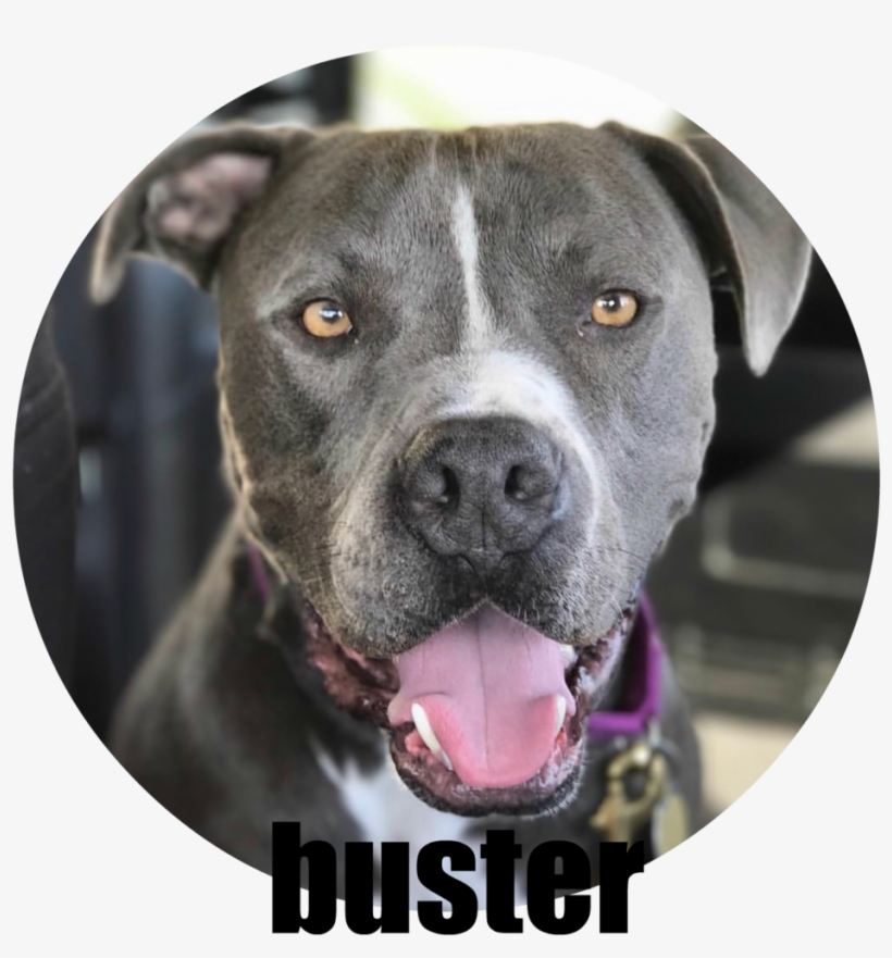 Every Time You Adopt A Dog From Us, Dapper Dog Box, transparent png download