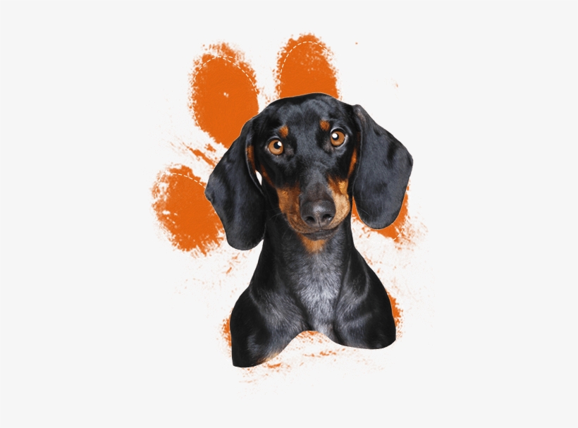 Dachshund: Artified Pets Dog Journal/notebook/diary, transparent png download