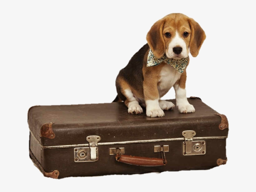 Beagle Puppy Dog Suitcase Travel Doggo Svg Free Download - Viaje Perro, transparent png download