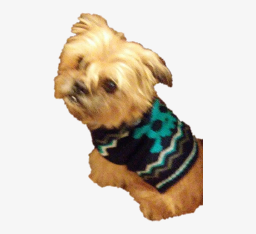 Companion Dog, transparent png download