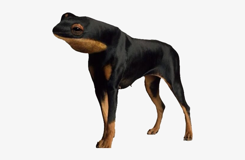 185kib, 559x577, Froggo Doggo - Dog With No Arms Or Legs, transparent png download