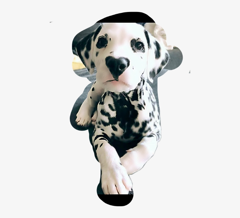 Hi Wiley Instagram, transparent png download