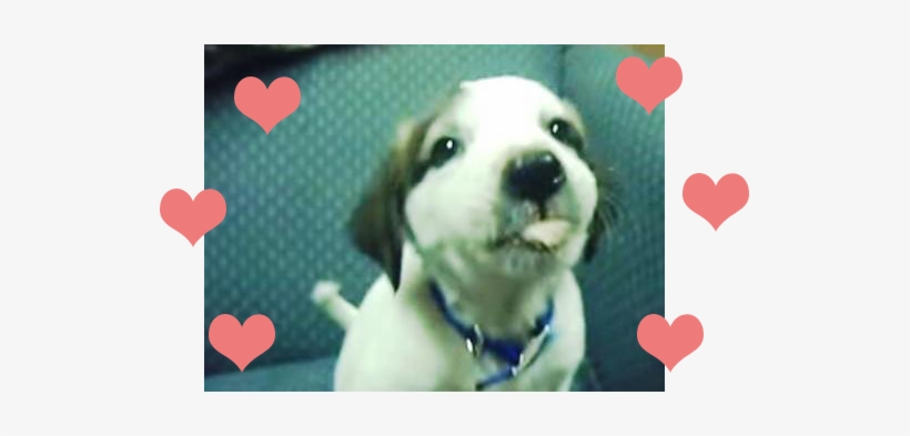 Was This A Mistake - Harrier, transparent png download