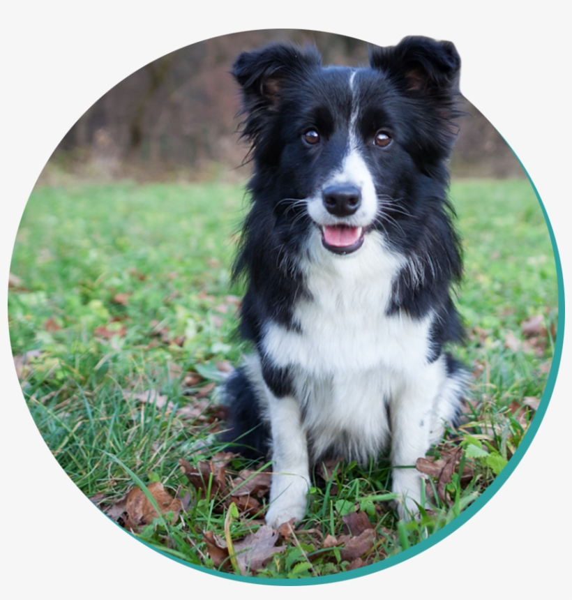 Picture - Dog, transparent png download