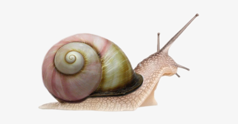 Snails Png, transparent png download
