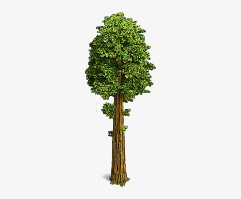 Sequoia Trees Gambel Oak Transparent Png 245x598 Free Download On Nicepng