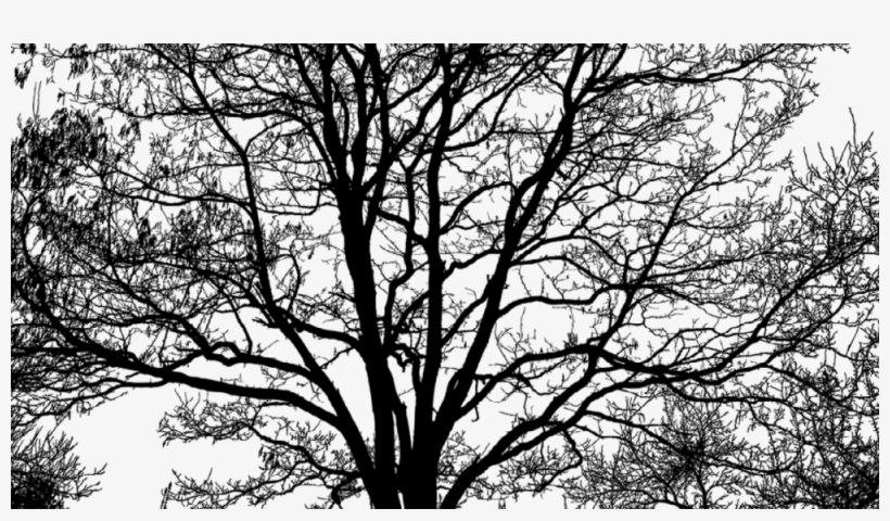 My Company Is Fairly Small - Intricate Tree Silhouette, transparent png download