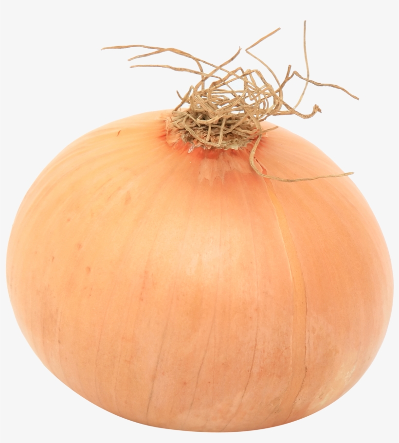 Onion Png Image - Portable Network Graphics, transparent png download