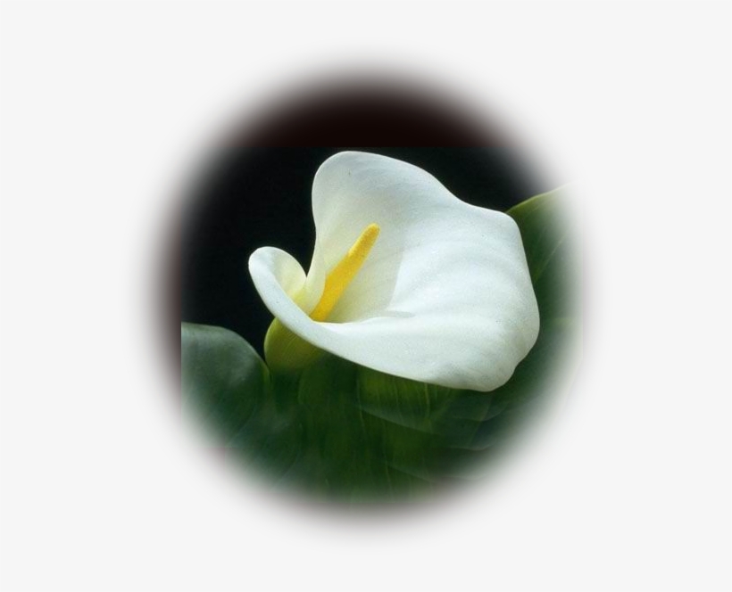 Flossie H - Jackson - Calla Lily, transparent png download