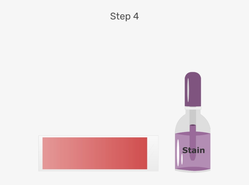 Animation Of The Surface Of The Blood Smear Being Flooded - Wright's Stain, transparent png download