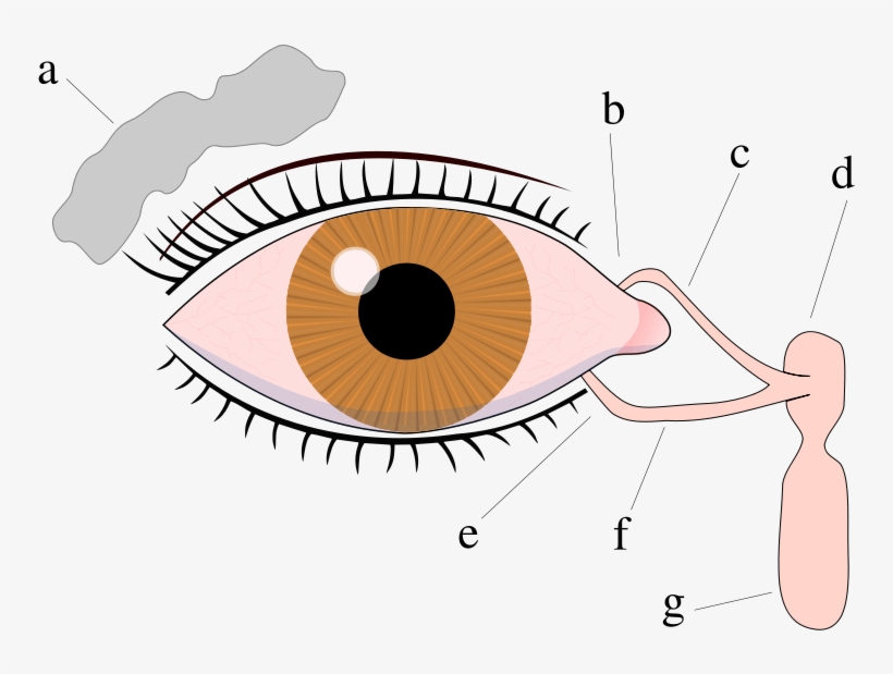 Clip Transparent Library Huge Freebie Download - Do Tears Protect The Eye, transparent png download