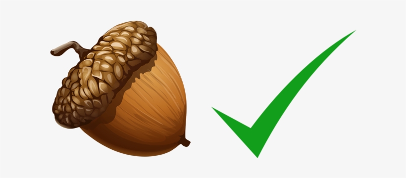 Nut Check - Acorn Png, transparent png download