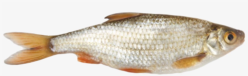 Catching Methods - Fish, transparent png download