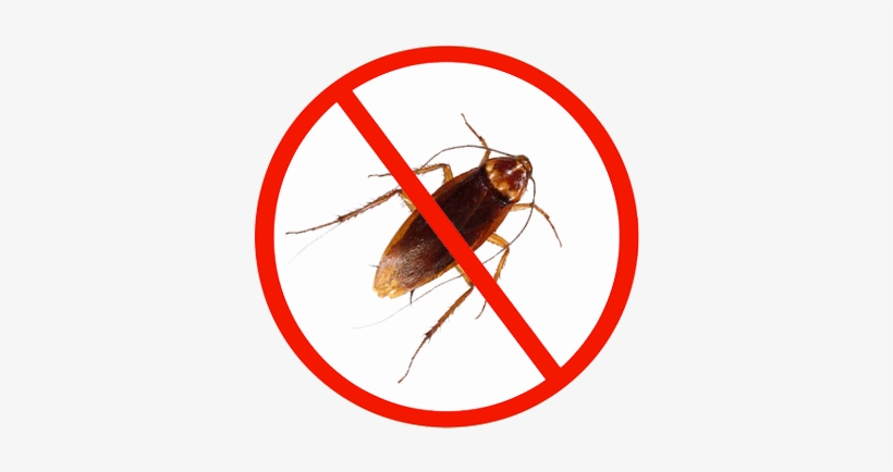 Cockroach Control Markham - Cockroach Control, transparent png download