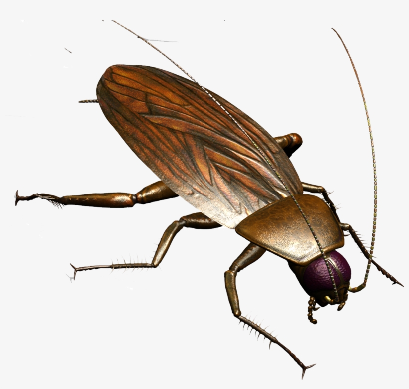 Roach Png - Cucarachas Dibujos Animados, transparent png download