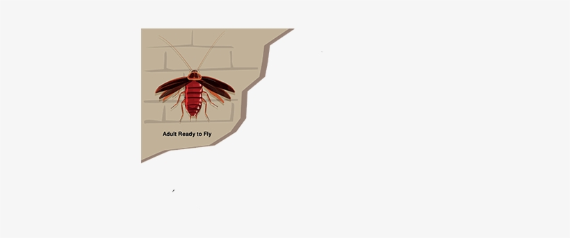 Cockroach, transparent png download
