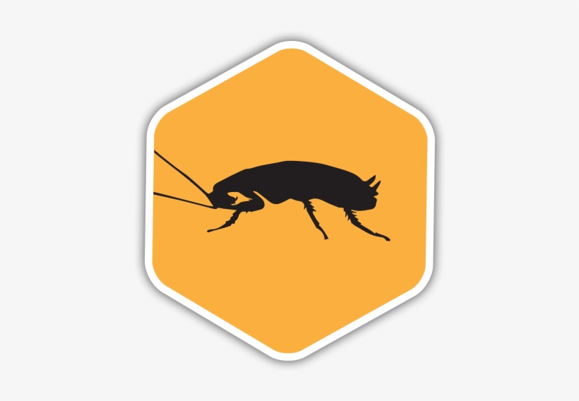 Roaches - San Antonio, transparent png download